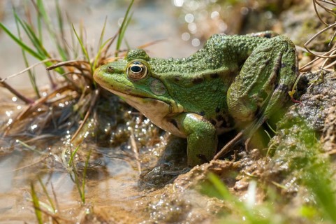 Green frog, pelophylax spec., rana spec., water frog, amphibians, amphibians, frog, frog, frogs,