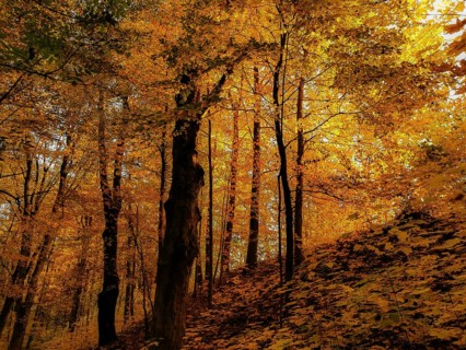 An autumn forest flooded with golden light, creates a mystical and peaceful atmosphere, Frankenwald