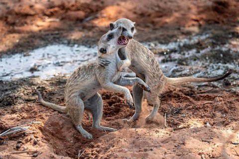 Fighting meerkats (Suricatta suricata), Kgalagadi Transfrontier Park, Northern Cape, South Africa