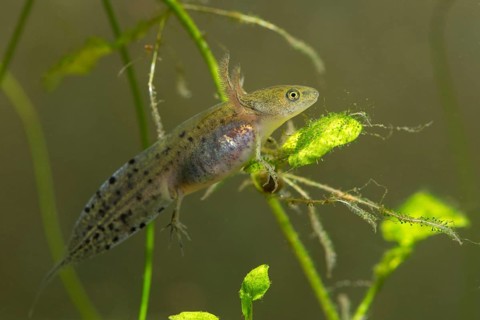 Great Crested Newt, Crested Newt, Northern Crested Newt, Triturus Cristatus, Amphibians,