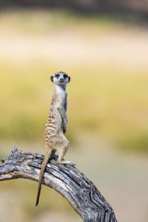 Suricate (Suricata suricatta). Also called Meerkat. Guard on the lookout. Kalahari Desert,