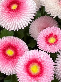 Common daisy (Bellis perennis), Upper Bavaria, Bavaria, Germany