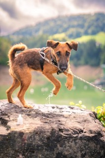 Brown dog standing on a rock surrounded by green nature and cloudy sky, Krumbach, Vorarlberg,