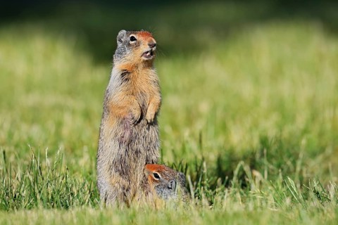 Columbia ground squirrel (Urocitellus columbianus, Spermophilus columbianus), female with young,
