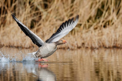Greylag goose (Anser anser), taking off, North Rhine-Westphalia, Germany