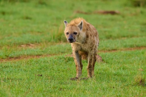 A hyena stands alone on green grass, looking alert, spotted hyena (Crocuta crocuta), Masai Mara