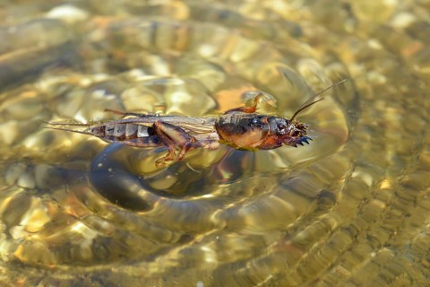 European mole cricket, grasshoppers, gryllotalpa gryllotalpa, half-devil, mole crickets, werre,