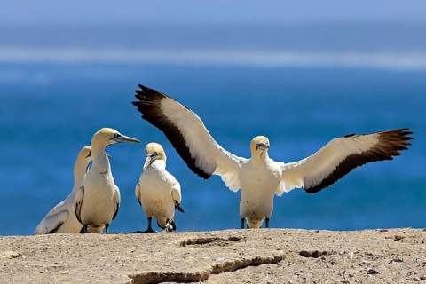 Cape Gannet (Morus capensis), adult, taking flight, flying off, taking off, on land, coast, beach,