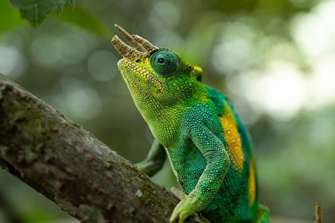Three-horned chameleon (Trioceros jacksonii), male, Bwindi Impenetrable Forest National Park,