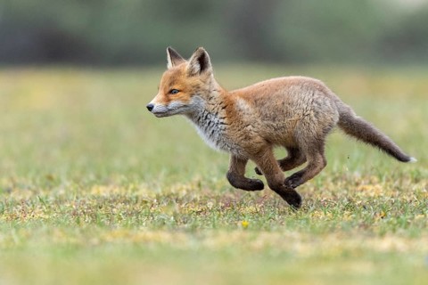Fox (Vulpes vulpes), cub, Zandvoort, Netherlands