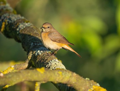 Common Redstart (Phoenicurus phoenicurus), mature female, perched on a branch, with food in its