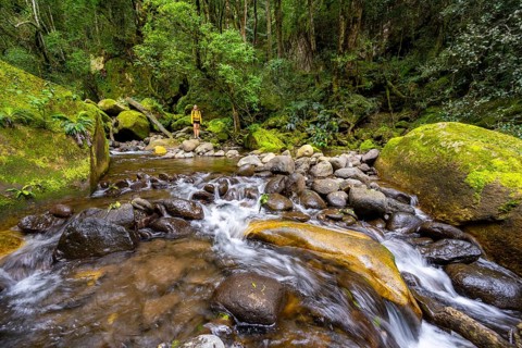 Mhlwazini River flows through thick forest, original mountain forest, Rainbow Gorge,