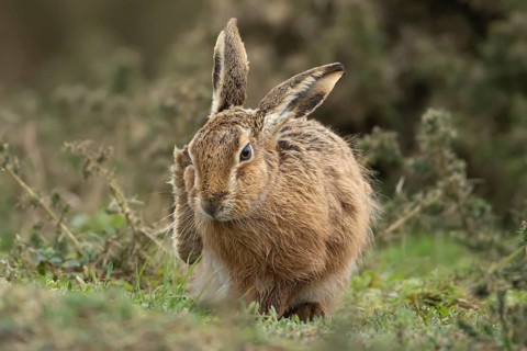 European brown hare (Lepus europaeus) adult animal in grassland, England, United Kingdom