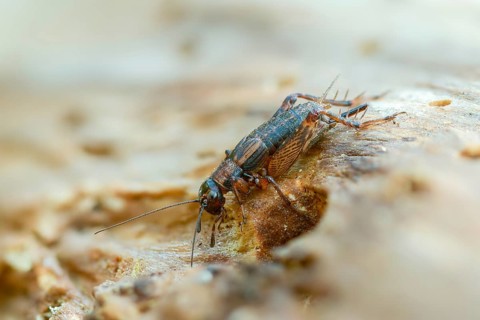 Grasshoppers, Nemobius sylvestris, forest crickets, ensifera, grasshoppers, crickets, grasshoppers,