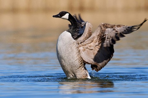 Canada Goose (Branta canadensis), flapping its wings, North Rhine-Westphalia, Germany