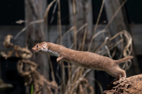 Carnivora, least weasel, mouse weasel, mustela nivalis, predators, bolt, mammals, raptors, jump,