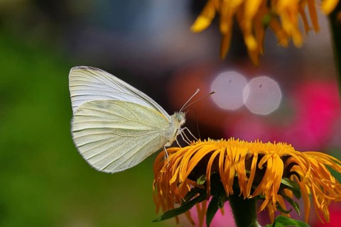 A small white (Pieris rapae) on a yellow flower of a Great Telekie (Telekia speciosa), macro