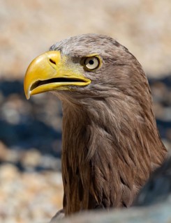 Accipitriformes, Haliaeetus albicilla, white-tailed eagle, eagles, eagles, birds of prey, high