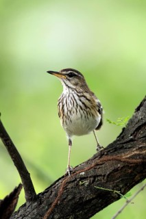 White-browed Warbler (Cercotrichas leucophrys), White-browed Bush Redstart, adult, alert, tree