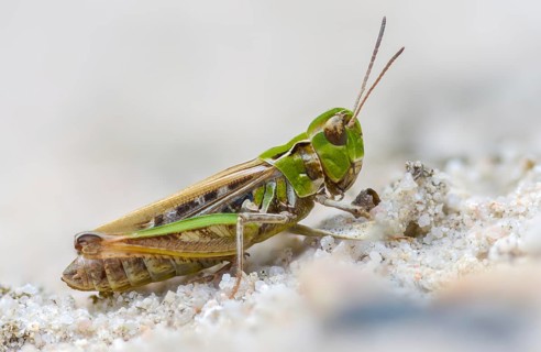 Acrididae, caelifera, common club grasshopper, spotted club scare, gomphocerinae, club scare,