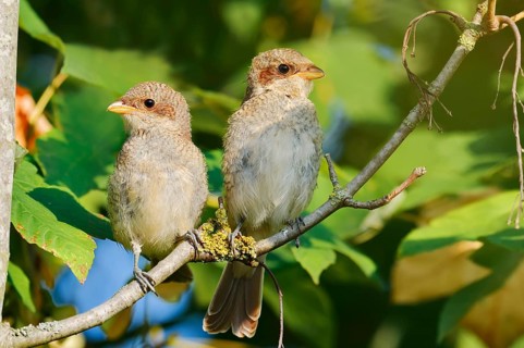 Red-backed Shrike (Lanius collurio), two young birds perched on a twig, North Rhine-Westphalia,