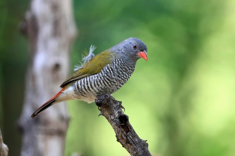 Melba's Bunting (Pytilia melba), adult, female, perched, alert, Kruger National Park, South Africa