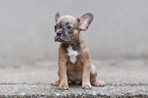 Cute blue sable French Bulldog dog puppy in front of gray background