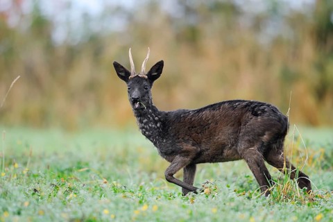 European roe deer (Capreolus capreolus), black roe deer, roebuck standing in a meadow and feeding,