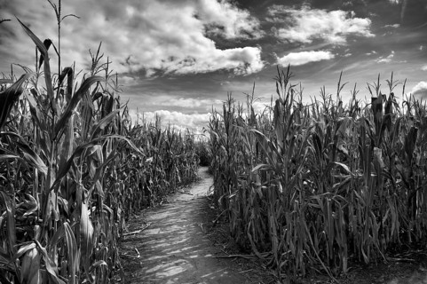 Corn maze, maze, maze in a cornfield, black and white, Fellbach, Baden-Württemberg, Germany