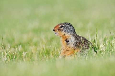 Columbia ground squirrel (Urocitellus columbianus, Spermophilus columbianus) sitting in a meadow,