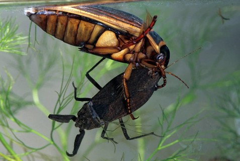 Dytiscus circumflexus, yellowy beetle, water scorpion, aquatic, beetle, prey, capture, female,