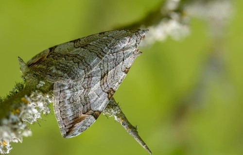 Aplocera plagiata, defoliating moth, large St. John's wort tensioner, St. John's wort inchworm,