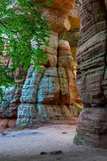 Coloured sandstone rock, beech (Fagus), beech family (Fagaceae), Altschlossfelsen, Dahn, Dahner