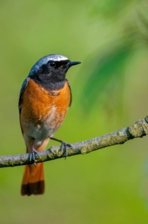 Garden redtail, Phoenicurus phoenicurus, redstart, birds, garden birds, high size, portrait, male,