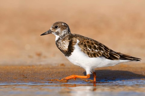 Turnstone (Arenaria interpres) in non-breeding plumage, Fuerteventura, Canary Islands, Spain