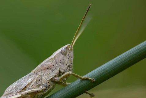 Acrididae, Caelifera, Chrysochraon dispar, field locusts, gomphocerinae, large gold scare, large