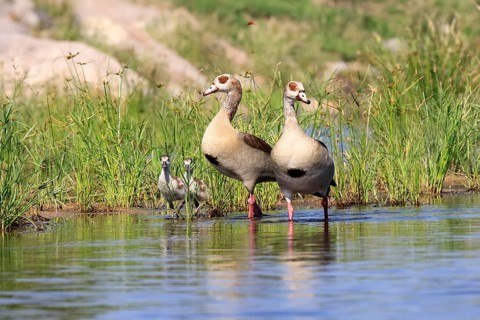 Nile gans (Alopochen aegyptiaca), adult, pair, young, in the water, standing, alert, Kruger