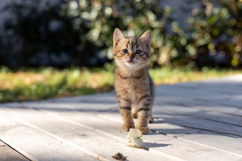 A curious kitten walks across a wooden patio in Turkiye, basking in warm sunlight. The vibrant