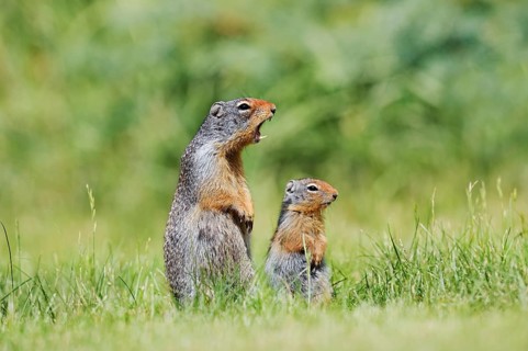 Columbia ground squirrel (Urocitellus columbianus, Spermophilus columbianus), a calling female with