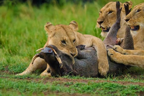 Lions attack their prey in the savannah – a manifestation of the wild and the natural order of