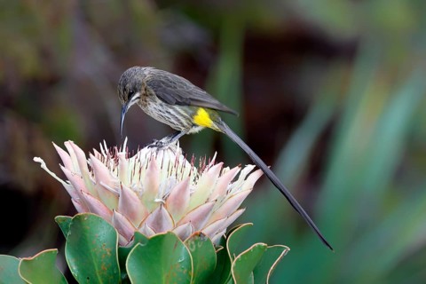 Cape Honeybird (Promerops cafer), adult, male, on flower, Protea, vigilant, Kirstenbosch Botanical