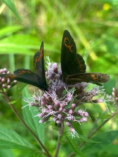 Grey-banded Erbie (Erebia aethiops), two butterflies perched on hemp agrimony (Eupatorium