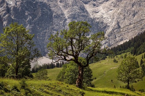 Large maple soil in the Karwendel nature park Park in Rißtal, Hinterriß, Tyrol, Austria