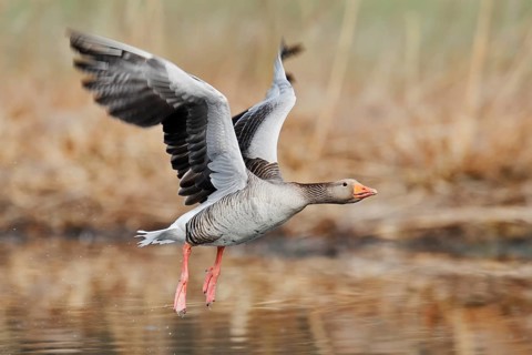 Greylag goose (Anser anser), flying, North Rhine-Westphalia, Germany