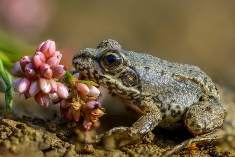Common frog, common frog, rana temporaria, amphibians, amphibians, frog, frogs, young animal,
