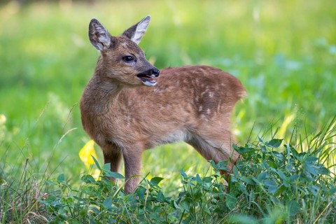 Roe deer, fawn (Capreolus capreolus), Vechta, Lower Saxony, Germany