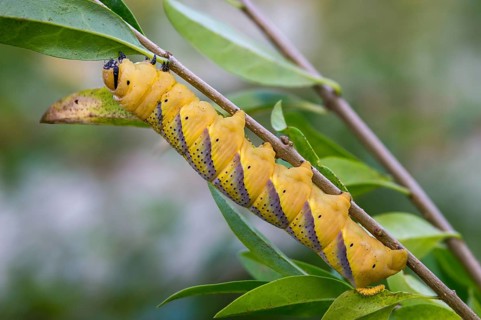 Acherontia Atropos, Death's-Head Hawkmoth, Greater Death's Head Hawkmoth, Sphingidae, Skull
