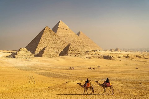 Camels in the desert and the pyramids of Giza, Egypt