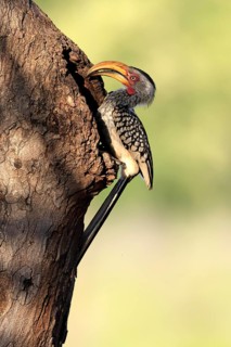 Red-ringed Hornbill (Tockus leucomelas), Southern Yellow-billed Hornbill, adult, male, at a nesting