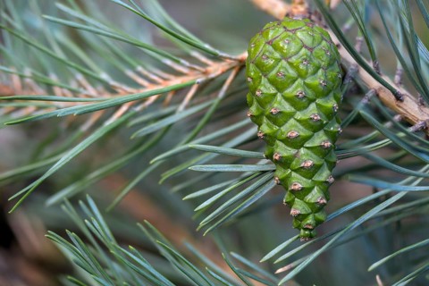 Baltic pine, Brandenburg, Germany, forche, common pine, pine family, Nabu, Nabu project, national
